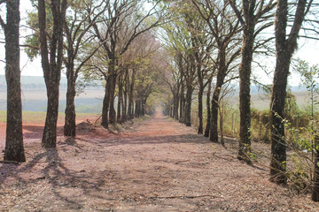 dirt road in the middle of the trees