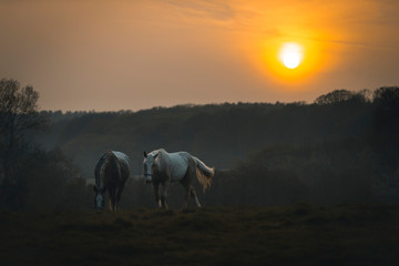 Horses grazing in a field at sunset, rural location, ashford, kent, uk