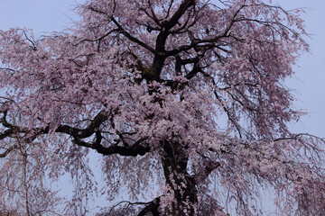 京都　円山公園の枝垂れ桜