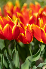 Close-up of two-colored tulips