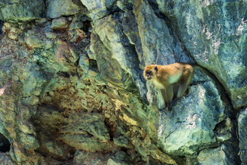 Adult monkey sitting on the cliff and guarding the pack