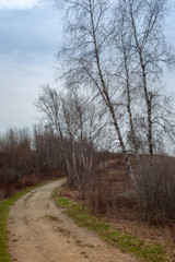 Countryside Road, Path, Walkway through Birch Tree Forest