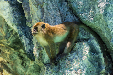 Adult monkey sitting on the cliff and guarding the pack