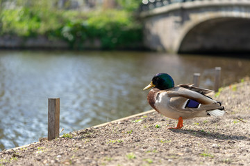 Male mallard duck in front of a bridge in a park