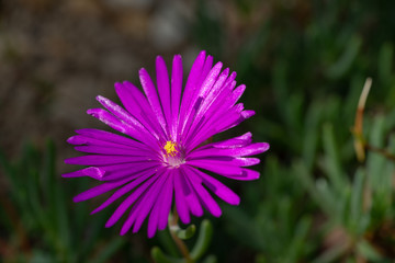 Close-up of a vygie blossom