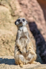 Meerkats enjoy the sun and are alert