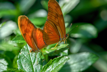 Julia Butterflies macro shot