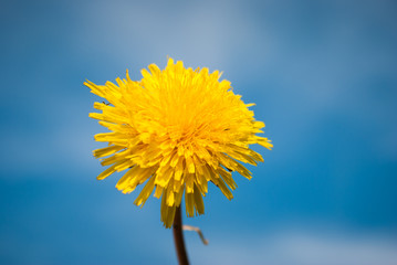 Yellow Dandelion Flowers