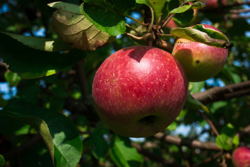 Apple tree
