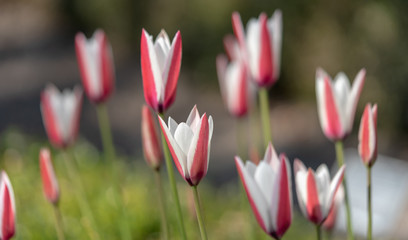 Red-white small tulip blossoms close-up