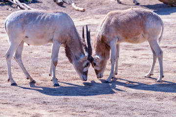 Two Addax animals are fighting each other