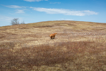 Brown Golden Retriever Running Down the Countryside Hill under the Blue Sky with White Clouds