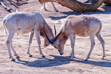 Two Addax animals are fighting each other