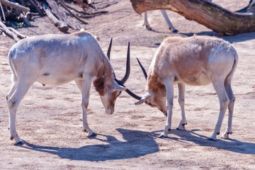 Two Addax animals are fighting each other