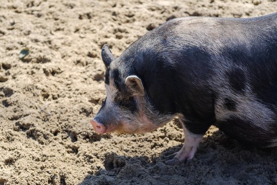 Agriculture pork meat piggy piglet,  mammal little.