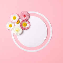 Spring nature minimal concept. Daisy flowers and white circle-shaped paper card on pastel pink background. Flat lay composition with copy space. Top view, overhead