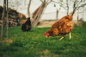 Group of hens feeding in the green grass on sunset in farm.  Free range