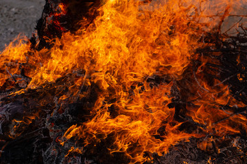 Flaming fire. Burning tree branches. Pagan rite dedicated to the arrival of spring. Big bonfire on Shrovetide. 