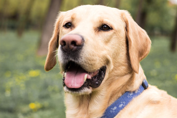 Fototapeta premium Smiling labrador dog in the city park 