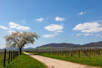 Fruehling in der Suedpfalz