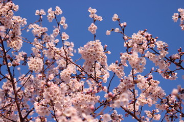 桜の花