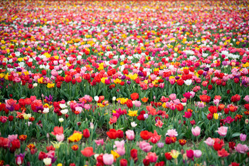 Field of Color