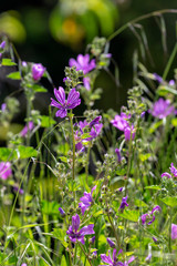 Naklejka premium Mallow (Malva sylvestris) grows on a meadow