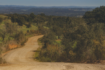 The curves of a dirt road in the middle of the trees