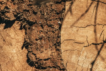 solid tree trunk. Wood texture