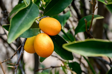 Kumquat ,Fortunella Margarita