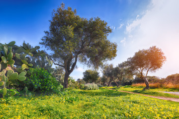 Blooming olive garden at Cape Milazzo during daytime