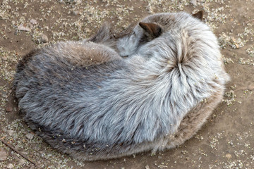 Wolf sleeps after hunting and eating