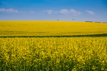 Obraz premium campi di colza nella provincia di cuneo