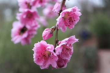 pink flower