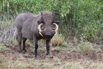 Warzenschwein / Warthog / Phacochoerus africanus