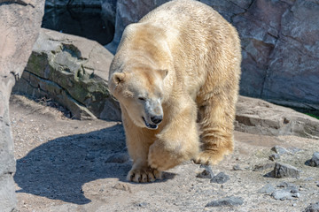 Polar bear male stands on the rock and enjoys the sun
