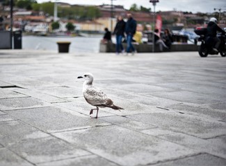 seagull on the background of the cityscape