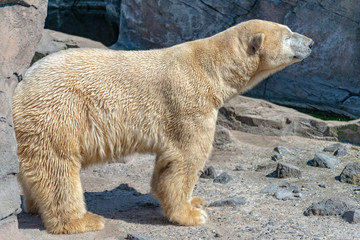 Polar bear male stands on the rock and enjoys the sun