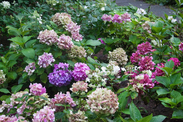 flowers in the garden