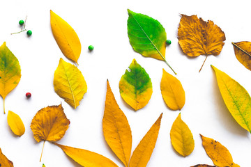 Autumn composition. Frame made from autumn dried leaves on white background. Copy space - Image