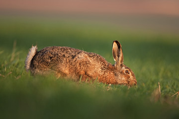 European hare, lepus europaeus