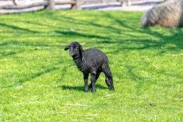 black baby sheep is running across the meadow