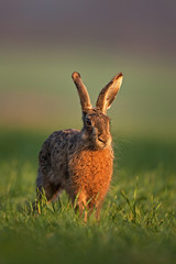 European hare, lepus europaeus