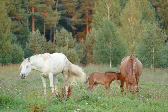 The image of a horse in the forest. Natural composition. Photography