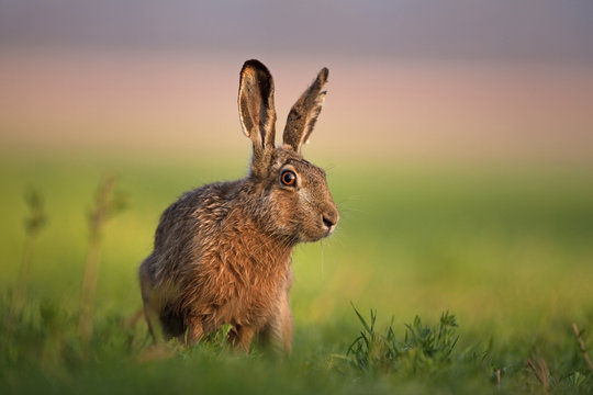 European hare, lepus europaeus