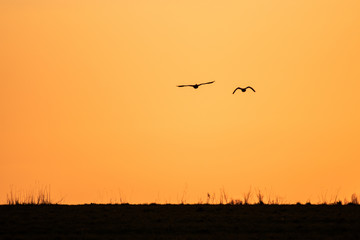 Ein Vogelpaar fliegt in Richtung Sonnenunterggang