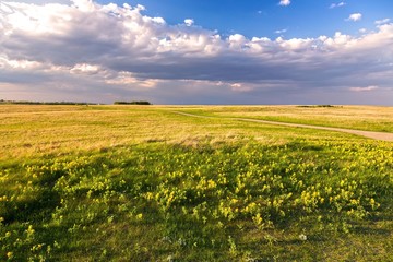 Prairie Grassland Landscape and Yellow Springtime Wildflowers Blooming on Nose Hill Natural Park in Calgary Alberta 