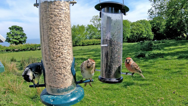 Lesses Redpol feeding from a Tube peanut seed Feeder at a bird table