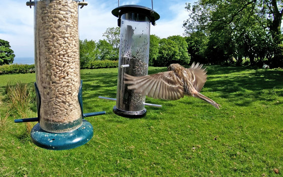 Lesses Redpol feeding from a Tube peanut seed Feeder at a bird table