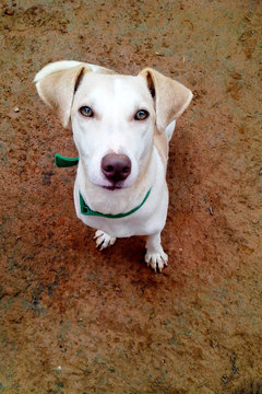 cachorro parado